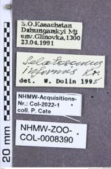 Etiketten zu Selatosomus informis (Kraatz, 1879) (NHMW-ZOO-COL-0008390)